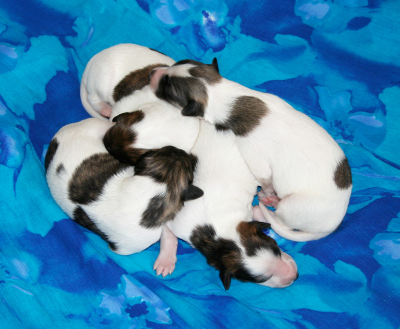 Week 1 Puppy Pile
